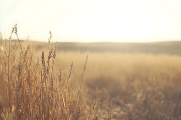 Fototapeta premium Golden wheat field on a bright sunny day