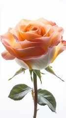 A radiant rose with a gentle luminosity, showcased in sharp detail against a pure white background, highlighting every delicate curve and texture of the petals.