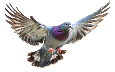 Obraz premium Pigeon is flying in the air with its wings spread wide