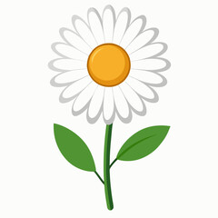 daisy flower isolated on white