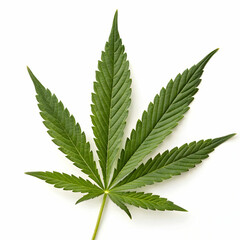 A close-up image of a single weed leaf isolated on a white background, highlighting its distinct serrated edges