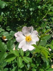 White and pink flower, nature