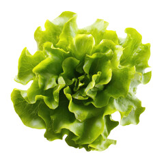 A vibrant, light-green lettuce head, exhibiting a full, ruffled rosette form, sits against a black background, showcasing its fresh, crisp texture and delicate, overlapping leaves