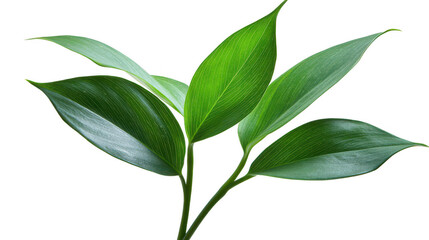Fototapeta premium Elegant green leaves of a tropical plant on a PNG transparent background