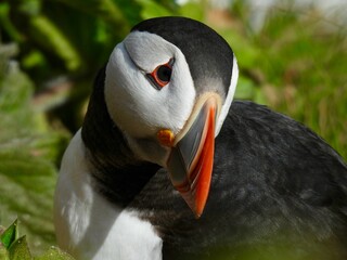 Atlantic Puffin head and beak close up.