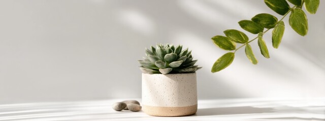 Succulent in Clay Pot on White Surface