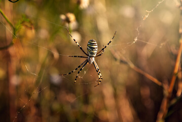 Wasp Spider on Web at Golden Hour
