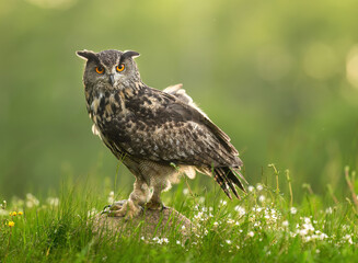 Eurasian eagle owl ( Bubo bubo ) close up
