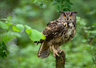 Eurasian eagle owl ( Bubo bubo ) close up