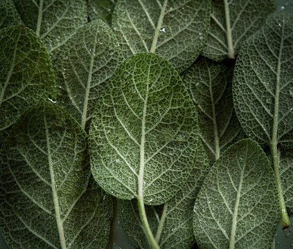 Sage leaves 