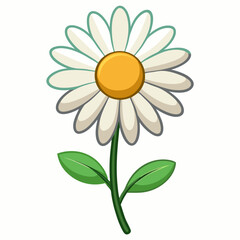 daisy flower isolated on white