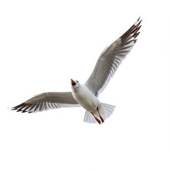 Fototapeta premium Seagull flying with open beak isolated on white background