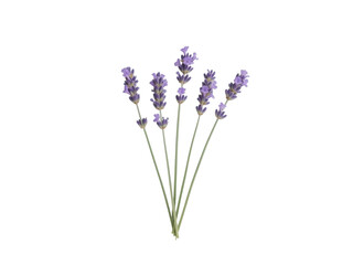Naklejka premium Close-Up of Lavender Stems Against Transparent Background Showcasing Flower Details