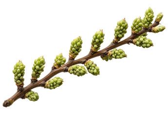 A close-up shows a slender branch with numerous pale green buds clustered along its length, against a black background.  The buds are tightly packed, and the branch is slightly curved