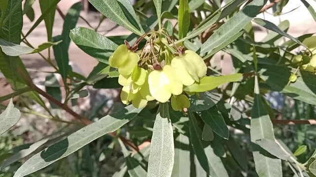 dodonaea viscosa jacq seed pods or Hopbush seed pods pattern 