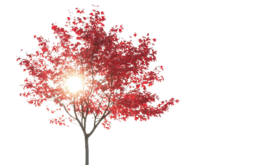 Tree with red leaves is standing in front of a white background