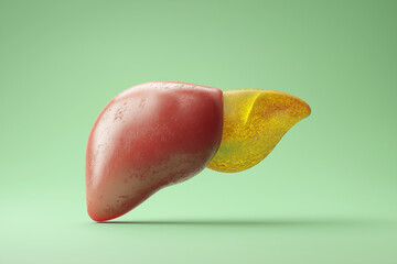 Liver Model with Yellow Discoloration Showcasing Fatty Liver Concept on Green Background