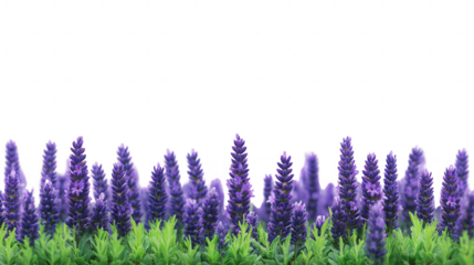 Charming purple lavender flowers isolated against PNG transparent background