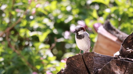 Sparrow on stacked firewood