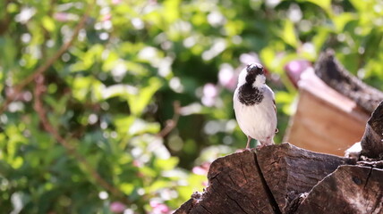 Sparrow on stacked firewood