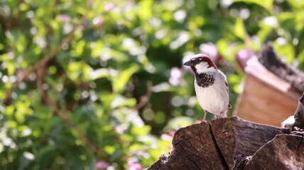 Obraz premium Sparrow on stacked firewood