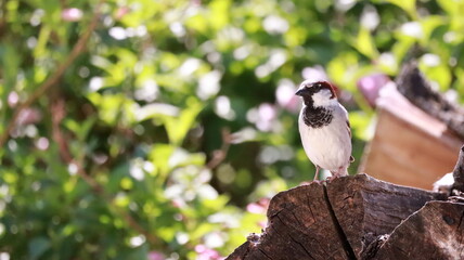 Sparrow on stacked firewood
