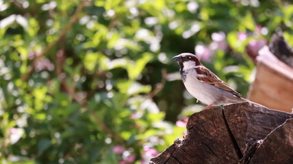 Sparrow on stacked firewood