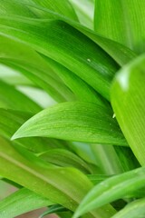 Tropical plant leaves growing in botanical garden with green color pattern and dark light background 