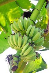 Close up a branch of raw banana fruit hanging from a trunk tree with green leaves top view