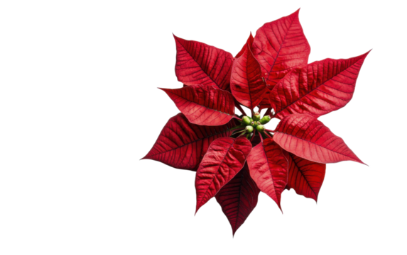 Red poinsettia flower on transparent or white background