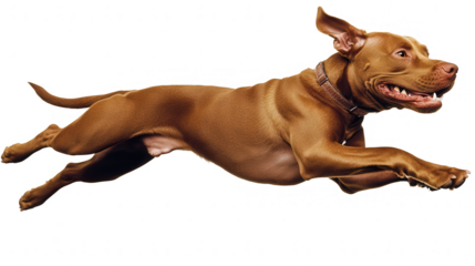 Vizsla Dog Breed Leaping with Joy on PNG transparent background, ready to use in your designs