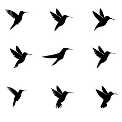 Hummingbird editable  vector set  10