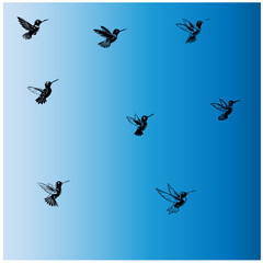 Hummingbird editable  vector set  1