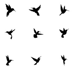 Hummingbird editable  vector set  4