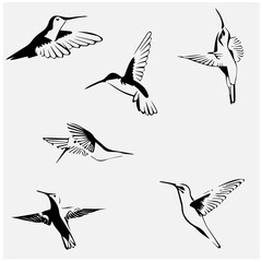 Hummingbird editable  vector set  2