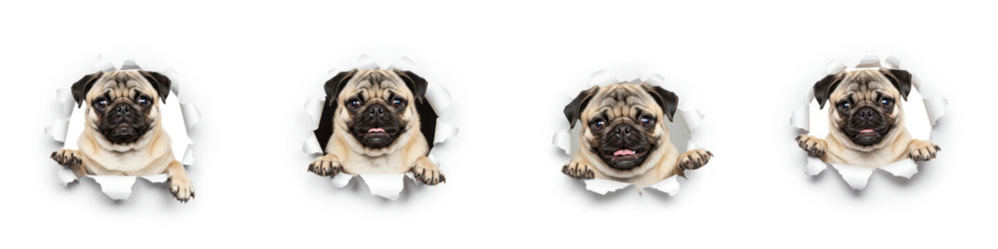 Four Pugs Peeking Through Holes - Four adorable pugs playfully peek through torn holes in a white background. Great for pet, animal, or playful themes