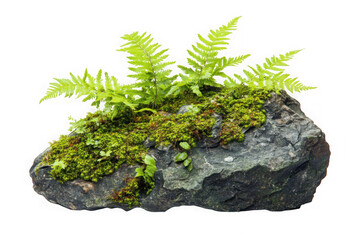Green ferns and moss growing on a rock