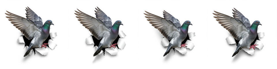 Obraz premium Pigeons Breaking Through - Four pigeons bursting through torn white paper, dynamic and eye-catching