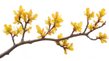 Captivating yellow foliage branch with PNG transparent background design element