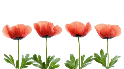 Naklejka premium Captivating four red poppies flowers on PNG transparent background