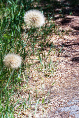 Two Goat's-beard, doubtful salsify (Tragopogon dubius) plants, similar to a large dandelion, on the side of the road. The fruits are ribbed achenes with fluffy pappuses, or parachutes. 