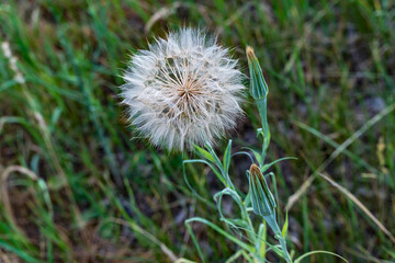 Top view of Goat's-beard, doubtful salsify (Tragopogon dubius), similar to a large dandelion among the grass. The fruits are ribbed achenes with fluffy pappuses, or parachutes. 