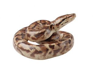 Fototapeta premium Coiled blood python with unique patterned scales, resting gracefully on a pristine white backdrop displaying its natural beauty and captivating presence perfectly.