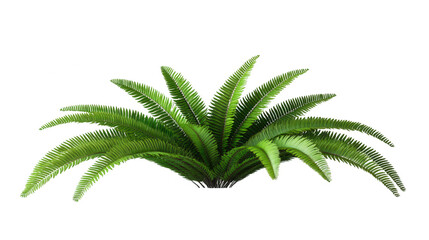 Lush Green Fern Bush on PNG Transparent Background for Creative Designs