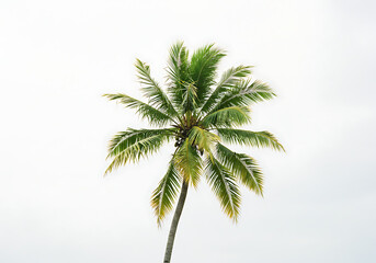 Stunning Palm Tree Against White Sky