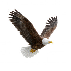 Fototapeta premium A majestic bald eagle gracefully soars through the clear sky, its impressive wings spread wide, showcasing its powerful flight and captivating presence beautifully.