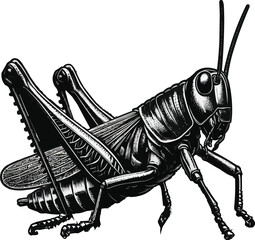  Black and White Grasshopper Illustration