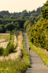 The Endless Path: A Journey Through Greenery