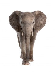 Obraz premium An African elephant walks directly toward the camera with its trunk down and ears fanned out against a plain white studio background creating a powerful image.