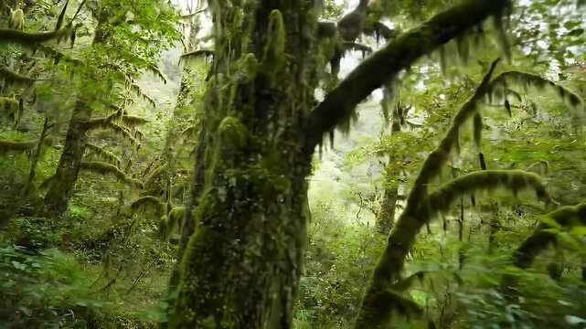 Magic beauty of green forest nature trees covered with moss in new Zealand wilderness Time lapse
